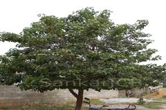 Thespesia populnea